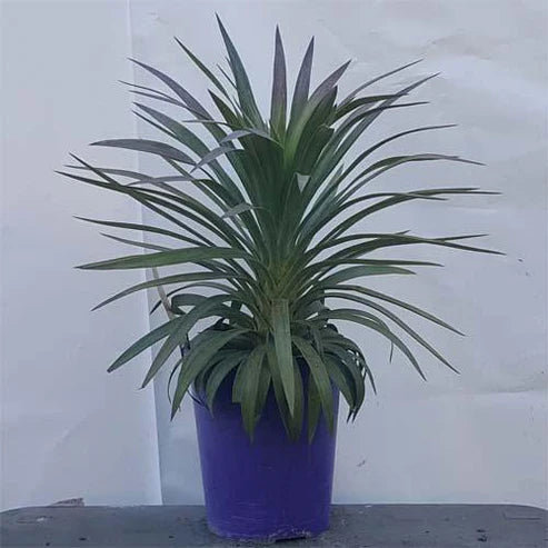 Yucca Desmetiana, Blue Boy