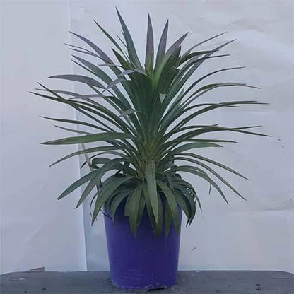 Yucca Desmetiana, Blue Boy