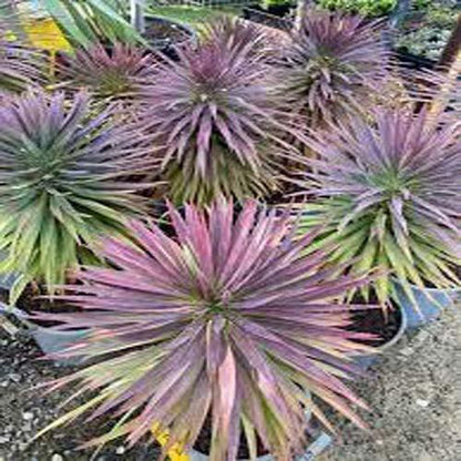 Yucca Desmetiana, Blue Boy