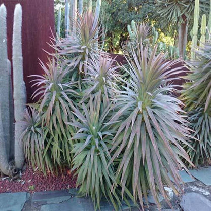 Yucca Desmetiana, Blue Boy