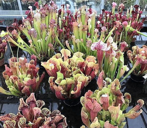 American Pitchers , Sarracenia