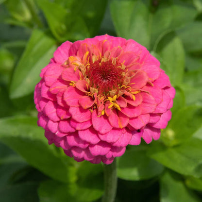 Zinnia Flowers, Zinnia (small)