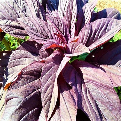 Red Amaranth, Amaranthus Cruentus