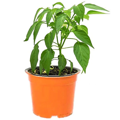 Ornamental pepper plant