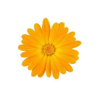 Calendula Officinalis, English Marigold (small)