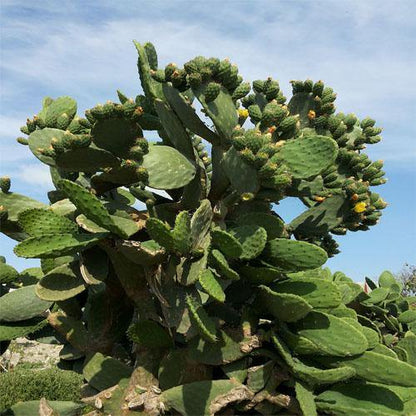 Opuntia Ficus Indica, Barbary Fig, Indian Fig