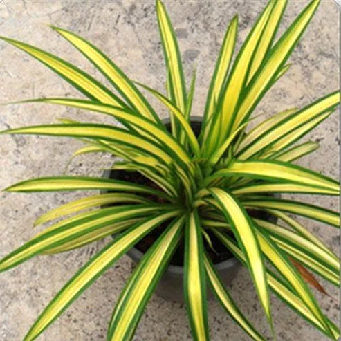 Pandanus Baptistii Variegata