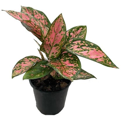 Aglaonema Red Valentine