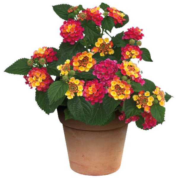 Lantana Camara, Red Sage