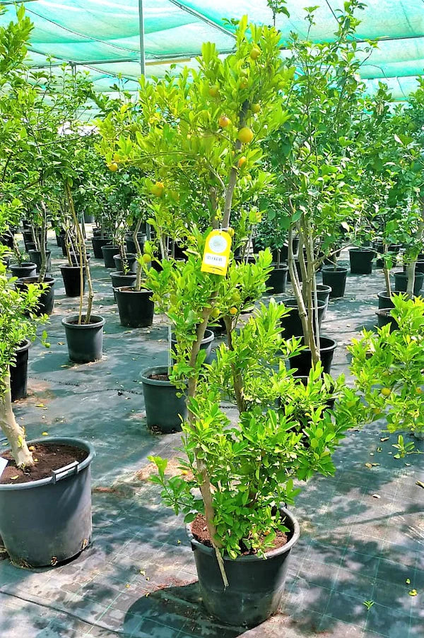 Lemon Tree, Citrus Lemon