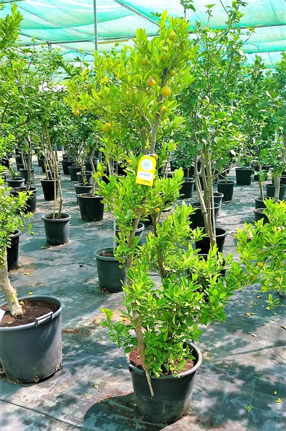 Lemon Tree, Citrus Lemon