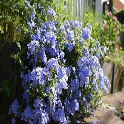 Plumbago Capensis, The Blue Plumbago