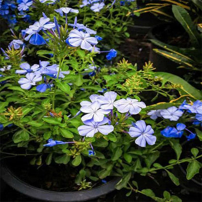 Plumbago Capensis, The Blue Plumbago