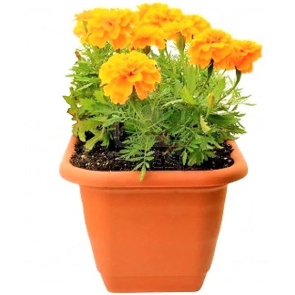 Marigold (small)