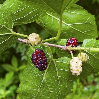 Mulberry Tree, Morus Alba