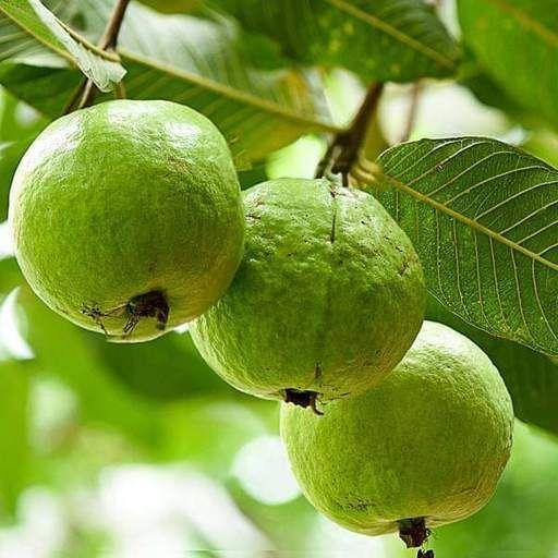 Guava Tree, Psidium Guajava