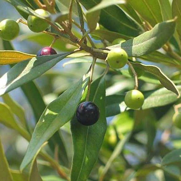 Olea Europaea , Olive Tree, Conical Shape