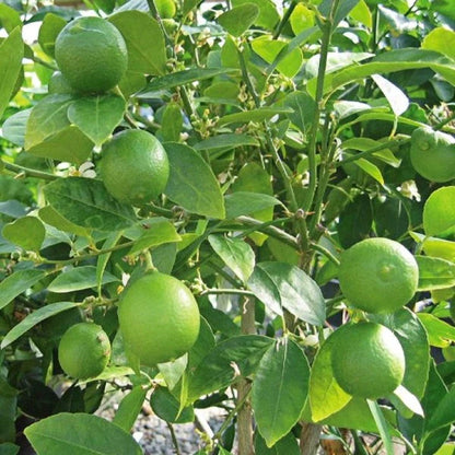 Citrus Aurantifolia, Citrus Omani