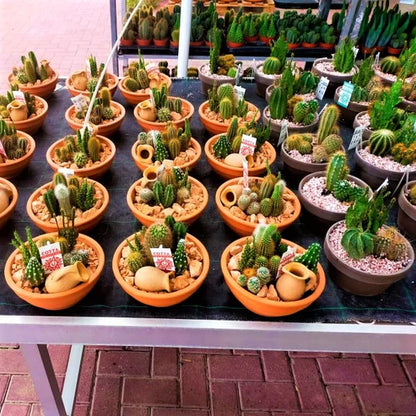 Cactus Outdoor