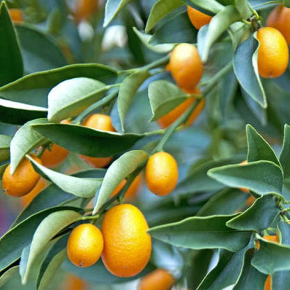 Fortunella margarita, Kumquat