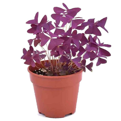 Oxalis Triangularis, Love Plant, Purple Shamrock