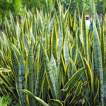 Sansevieria Trifasciata, Superba, Snake Plant, Outdoor