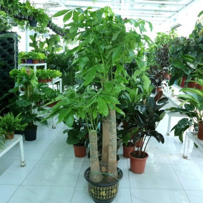 Pachira Aquatica, Money Tree