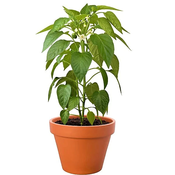 Capsicum Plant, Bell Pepper, Red Pepper