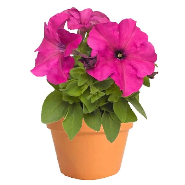 Petunia, Petunias (small)