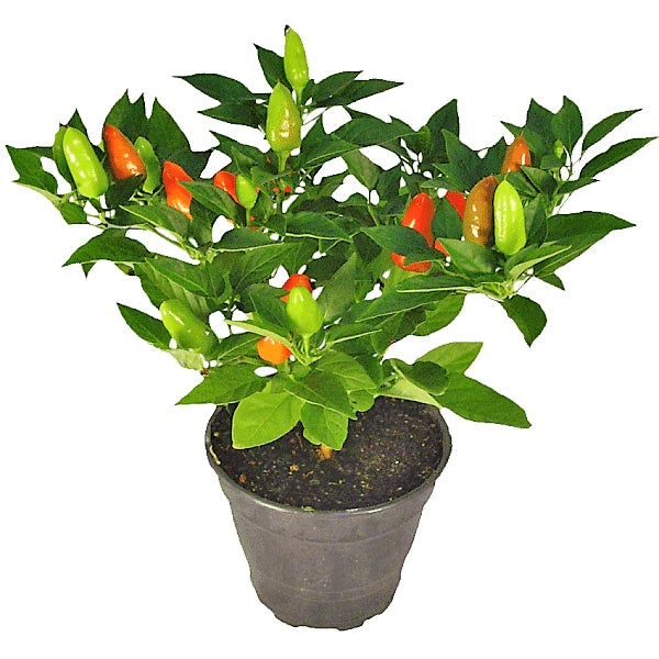 Ornamental pepper plant