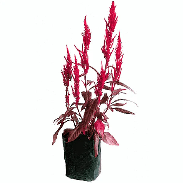 Red Amaranth, Amaranthus Cruentus