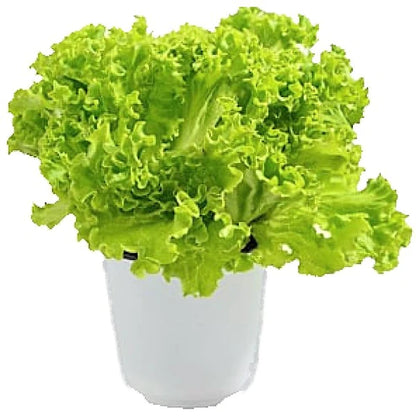 Lettuce, Lactuca Sativa