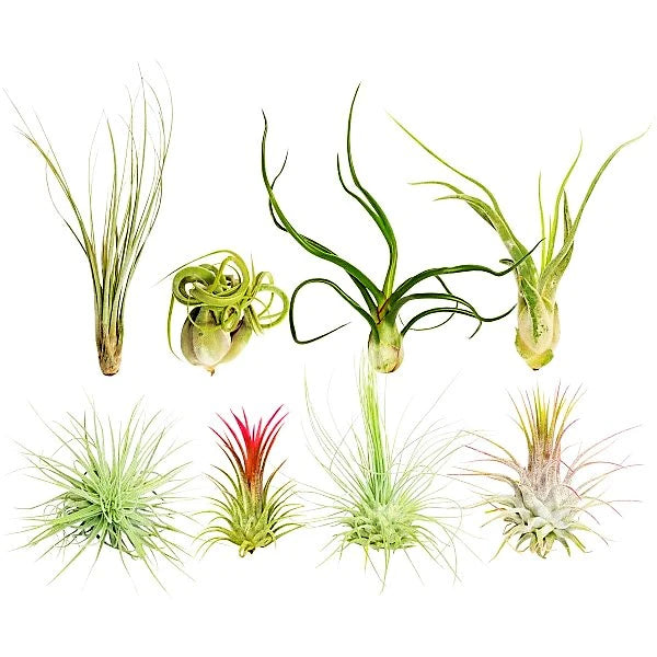 Air Plant, Tillandsia,