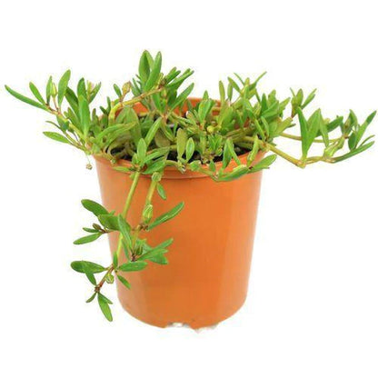 Sesuvium Portulacastrum (small)