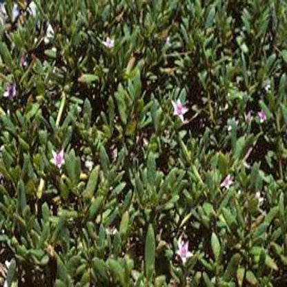 Sesuvium Portulacastrum (small)