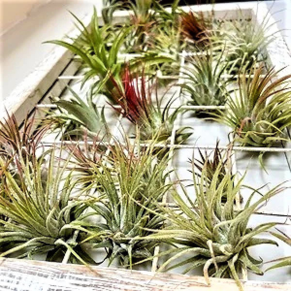 Air Plant, Tillandsia,