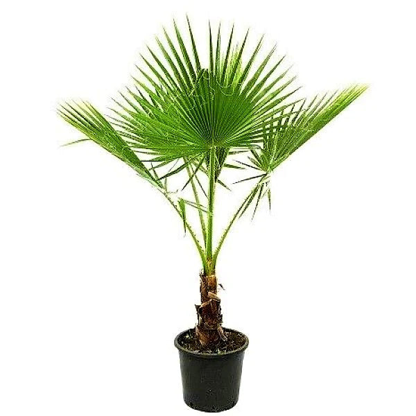 Mexican Blue Palm, Brahea Armata