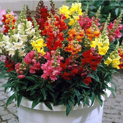 Antirrhium Majus, Snapdragon, Antirrhinum (small)