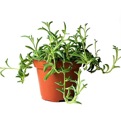 String of Dolphins , Senecio Peregrinus