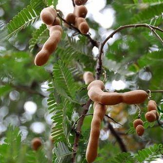 Tamarind Tree, Tamarindus Indica