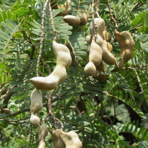 Tamarind Tree, Tamarindus Indica