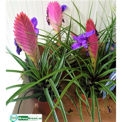 Pink Quill Tillandsia Cyanea