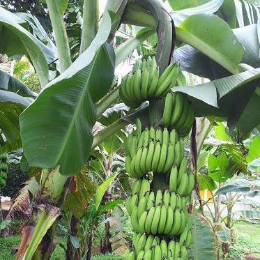 Musa paradisiaca, Banana Tree