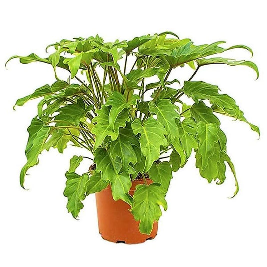 Philodendron xanadu