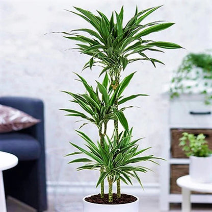 Dracaena deremensis Warneckei Dracena