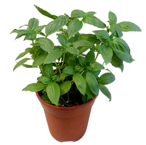 Rehan Herb, Persian Basil, Ocimum Basilicum