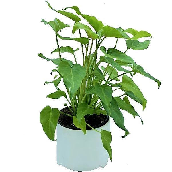 Philodendron xanadu