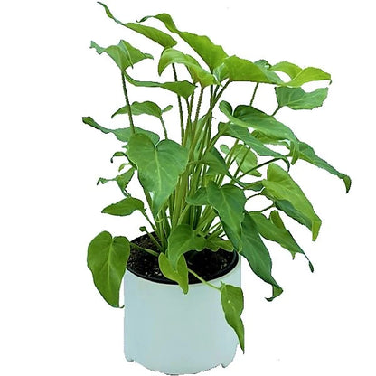 Philodendron xanadu