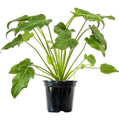 Philodendron xanadu