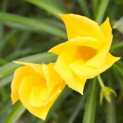 Thevetia Peruviana, Cascabela Thevetia, Yellow Oleander